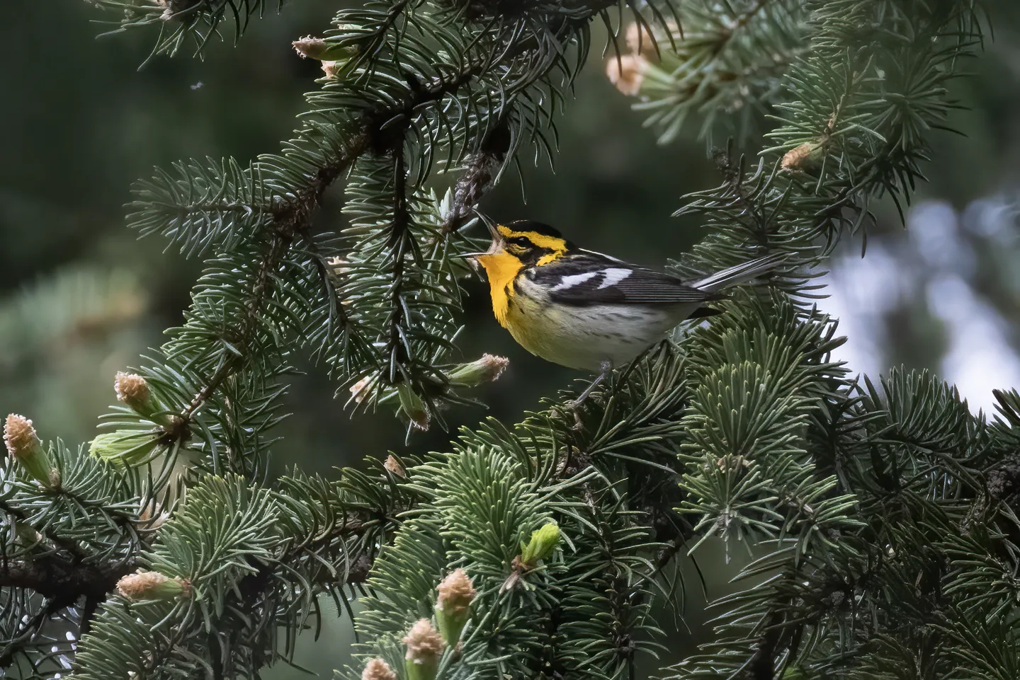 Blackburnian Warbler 