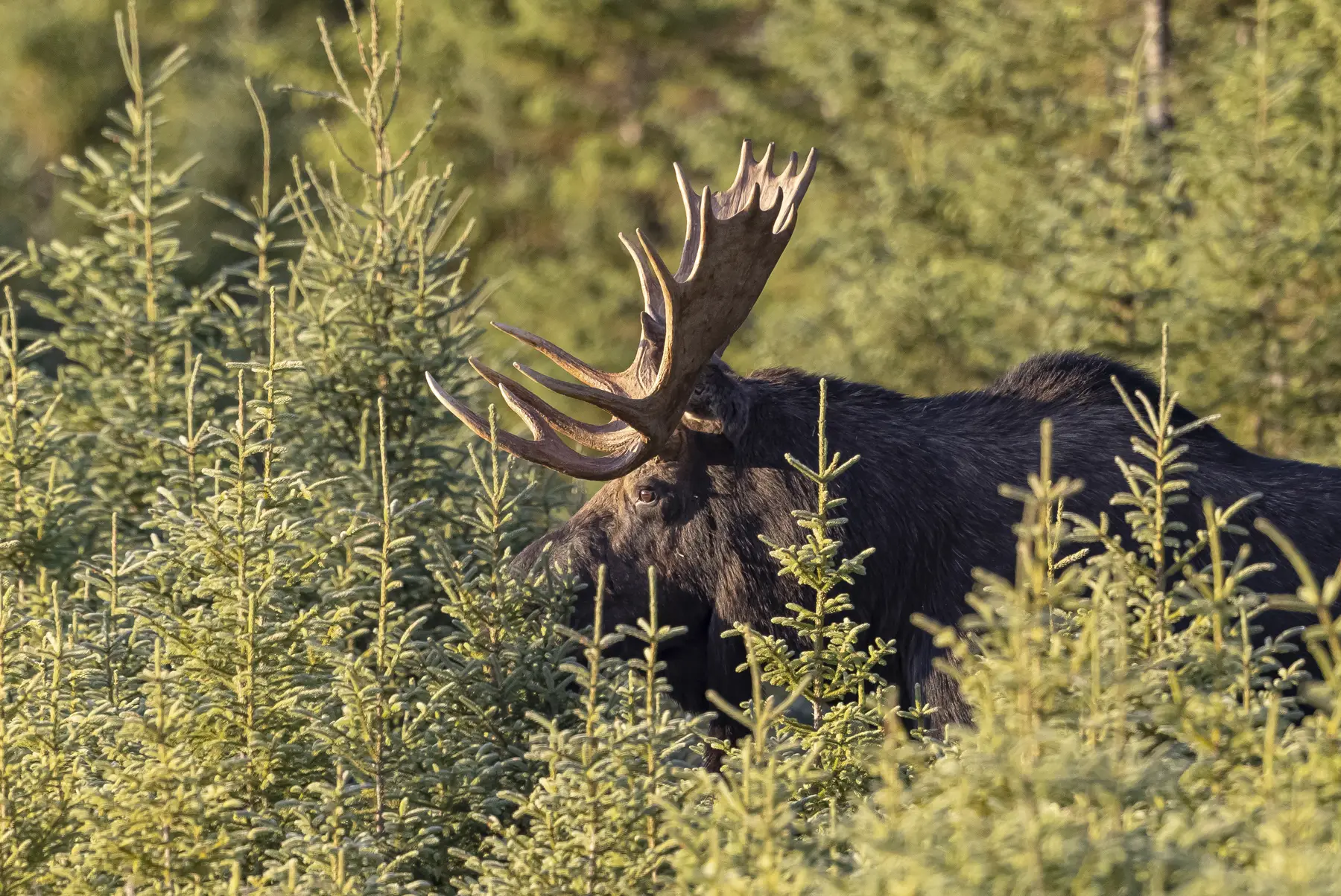 Moose Hunting