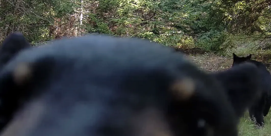 Curious Black Bear Close Up