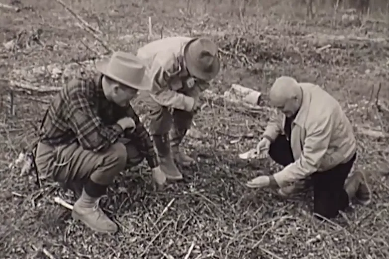 Replanting since 1957 