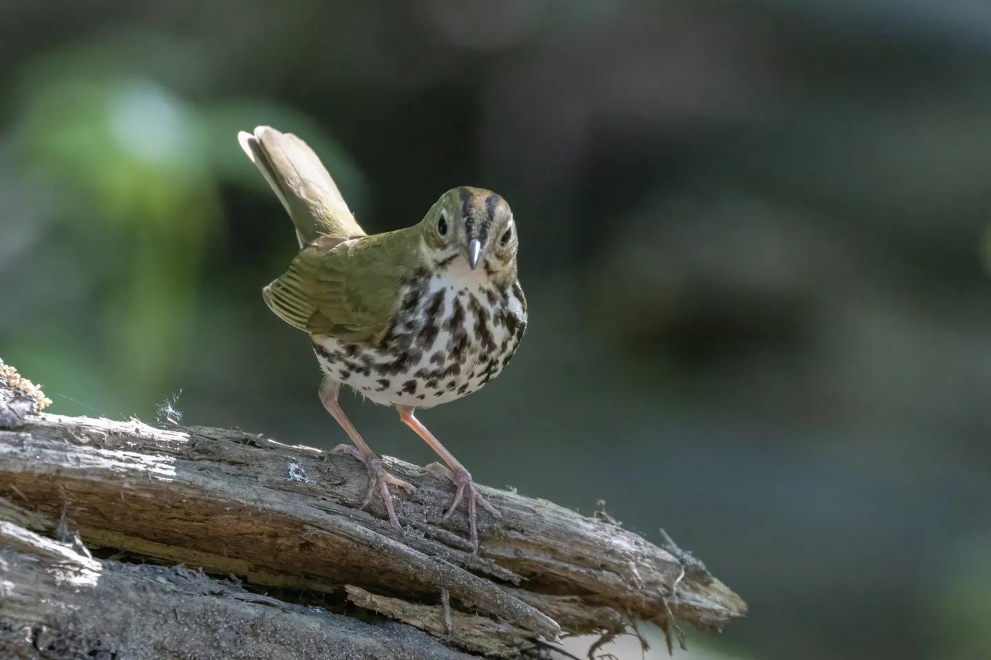Ovenbird