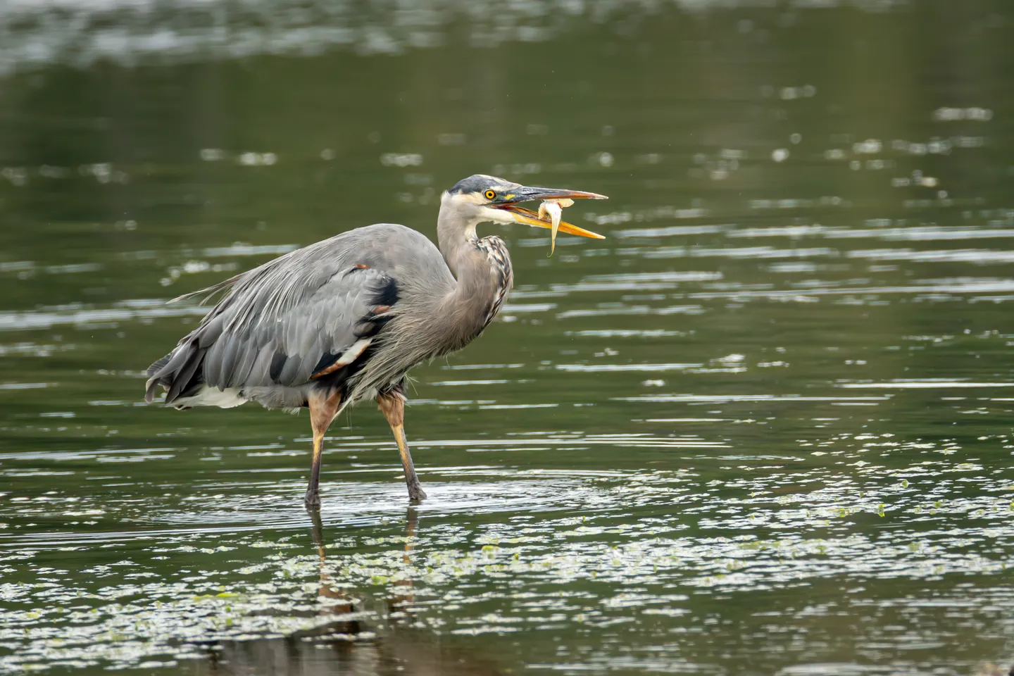 Great Blue Heron