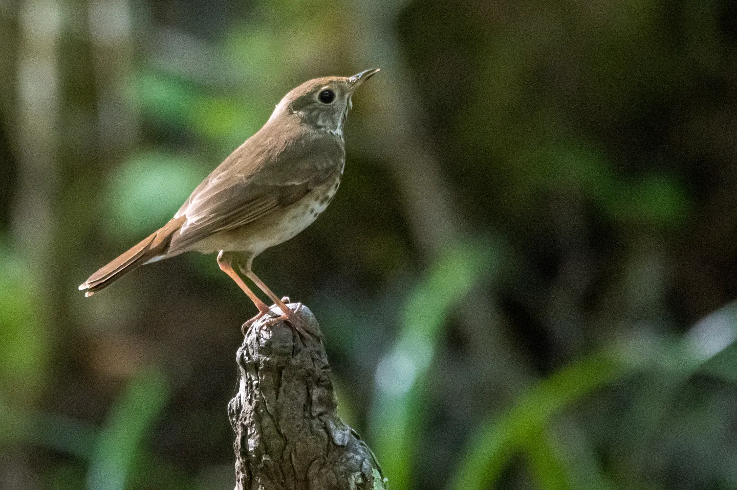 Hermit Thrush