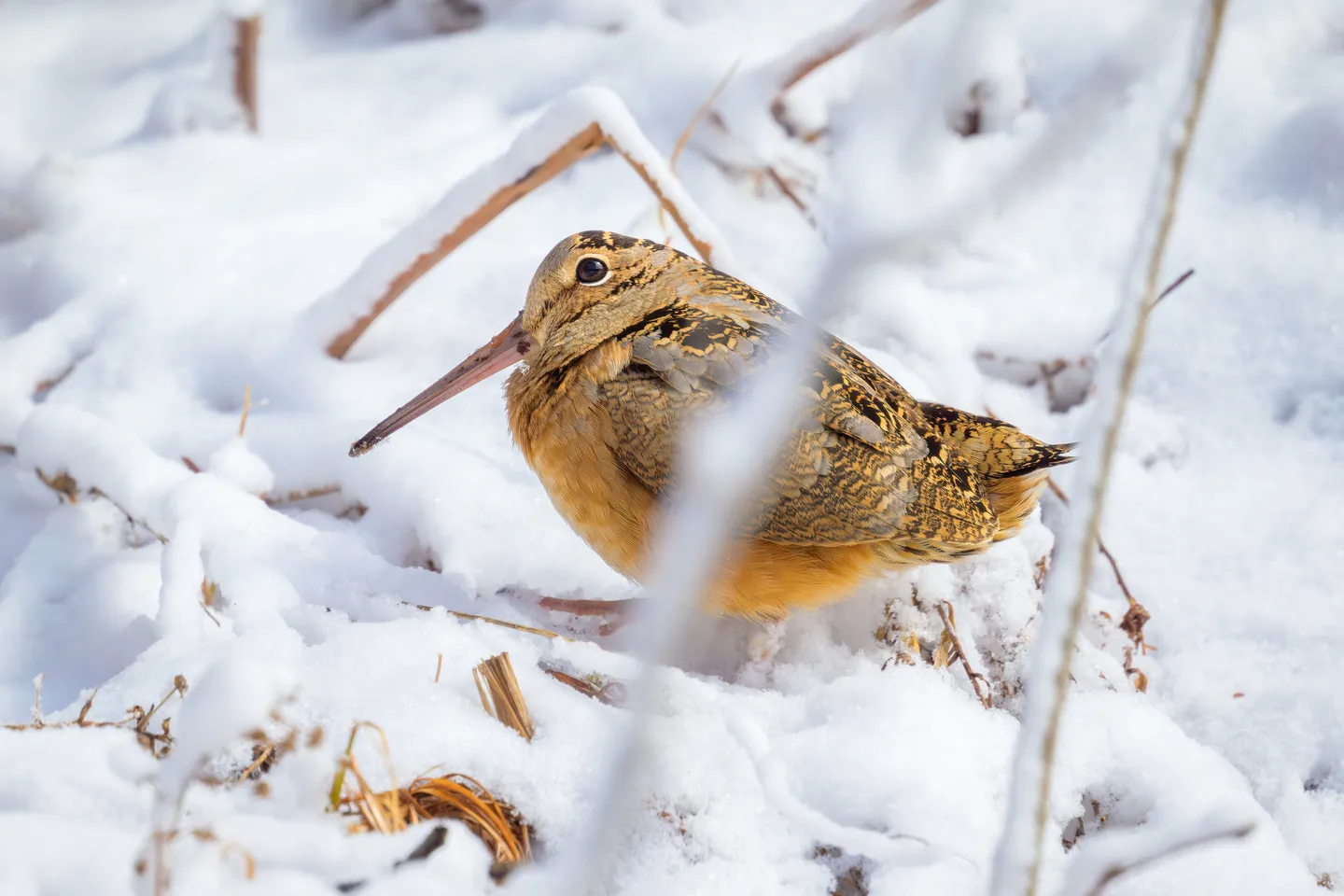 American Woodcock 