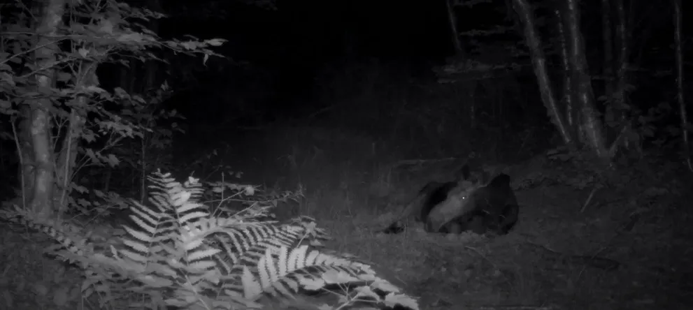 Can you Spot the Moose Calf?