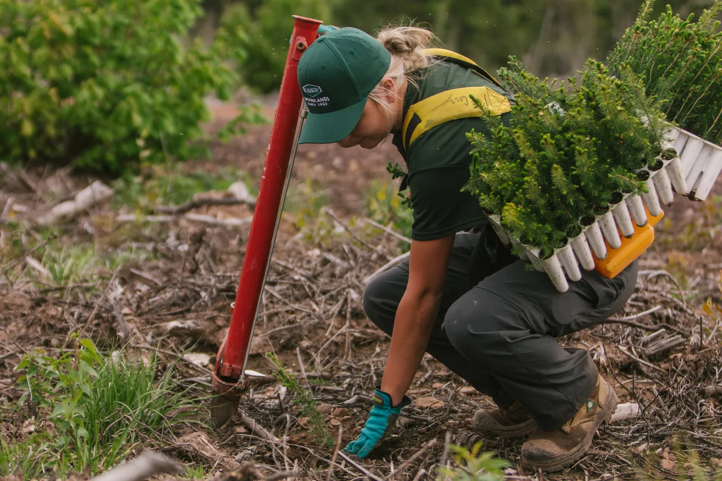 100% reforested