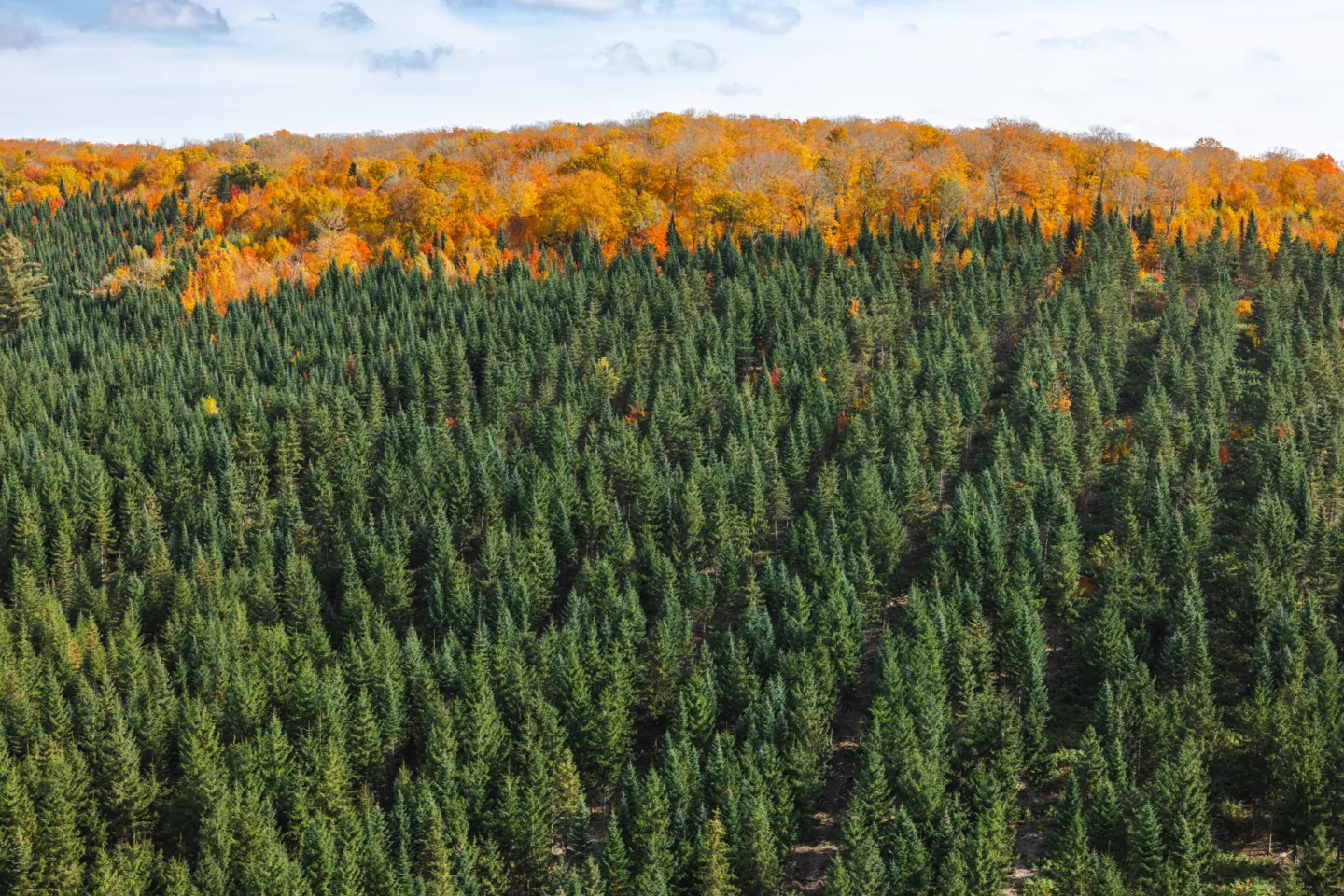 No Deforestation 