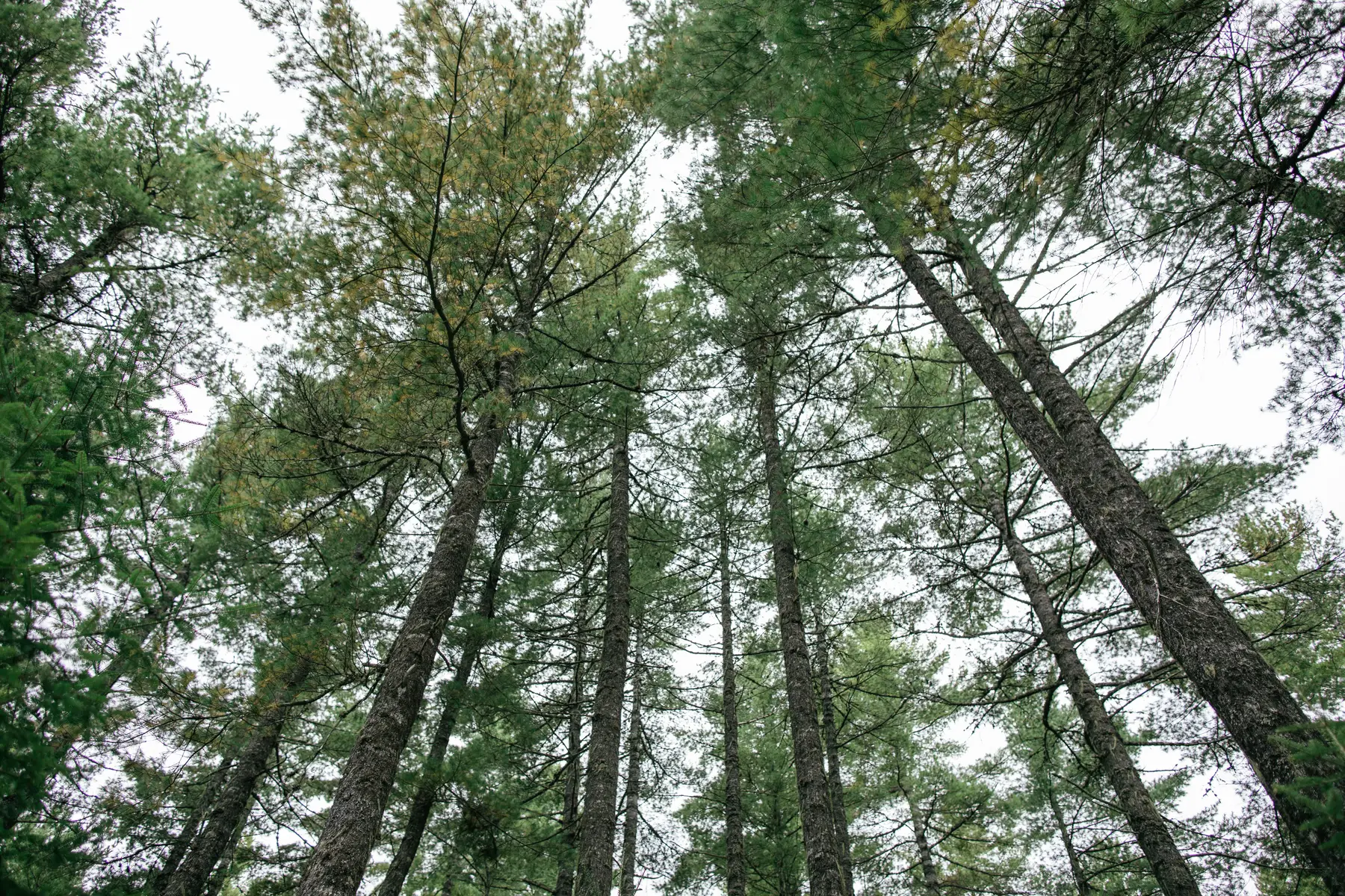 Wood Producers